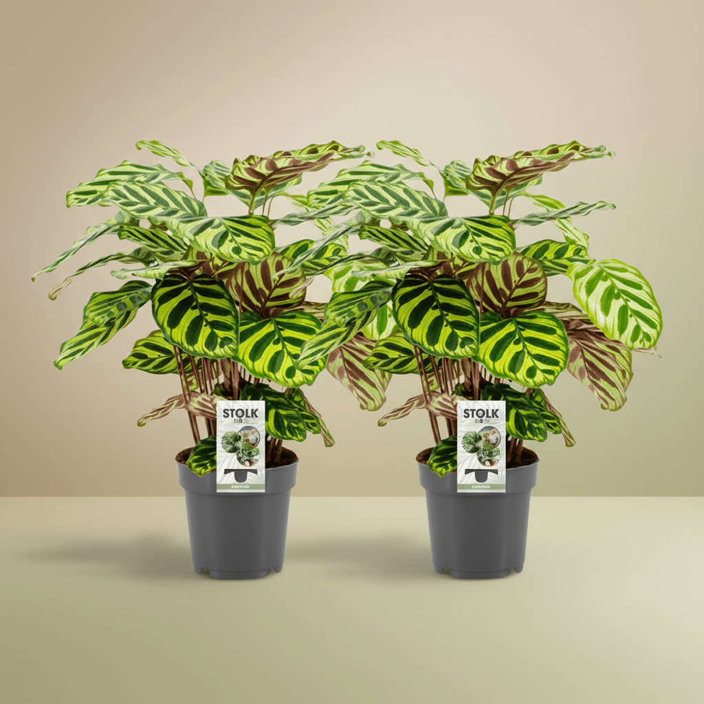 Calathea Makoyana – 2 Stück – ↕45 cm – Pflanze