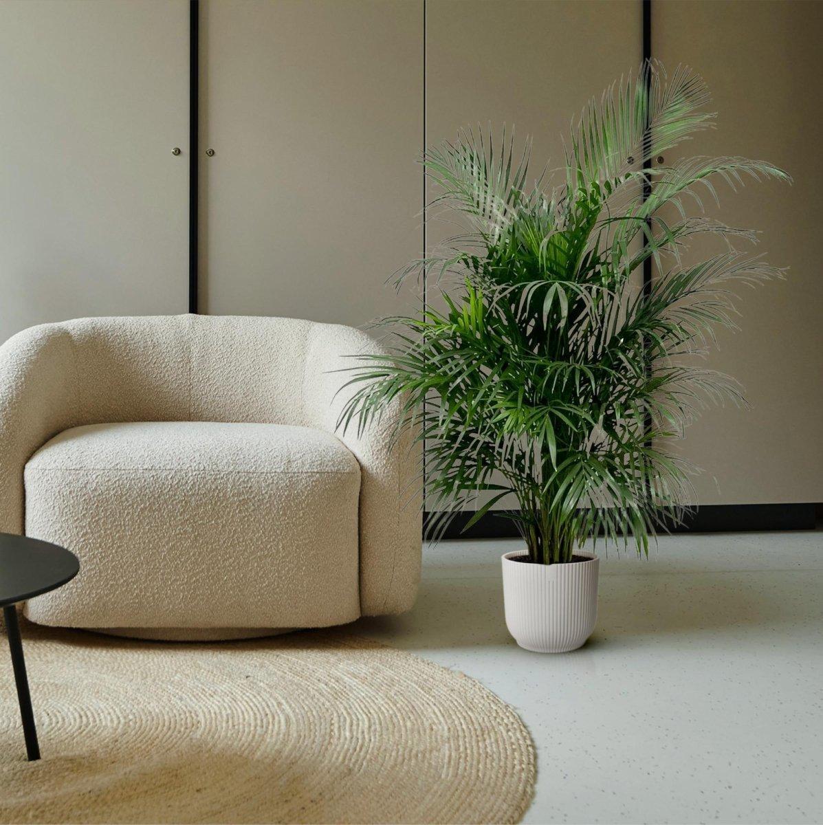 areca palme braune spitzen Dypsis lutescens (Areca-Palme) 150 cm - ø21-24 - Zimmerpflanze