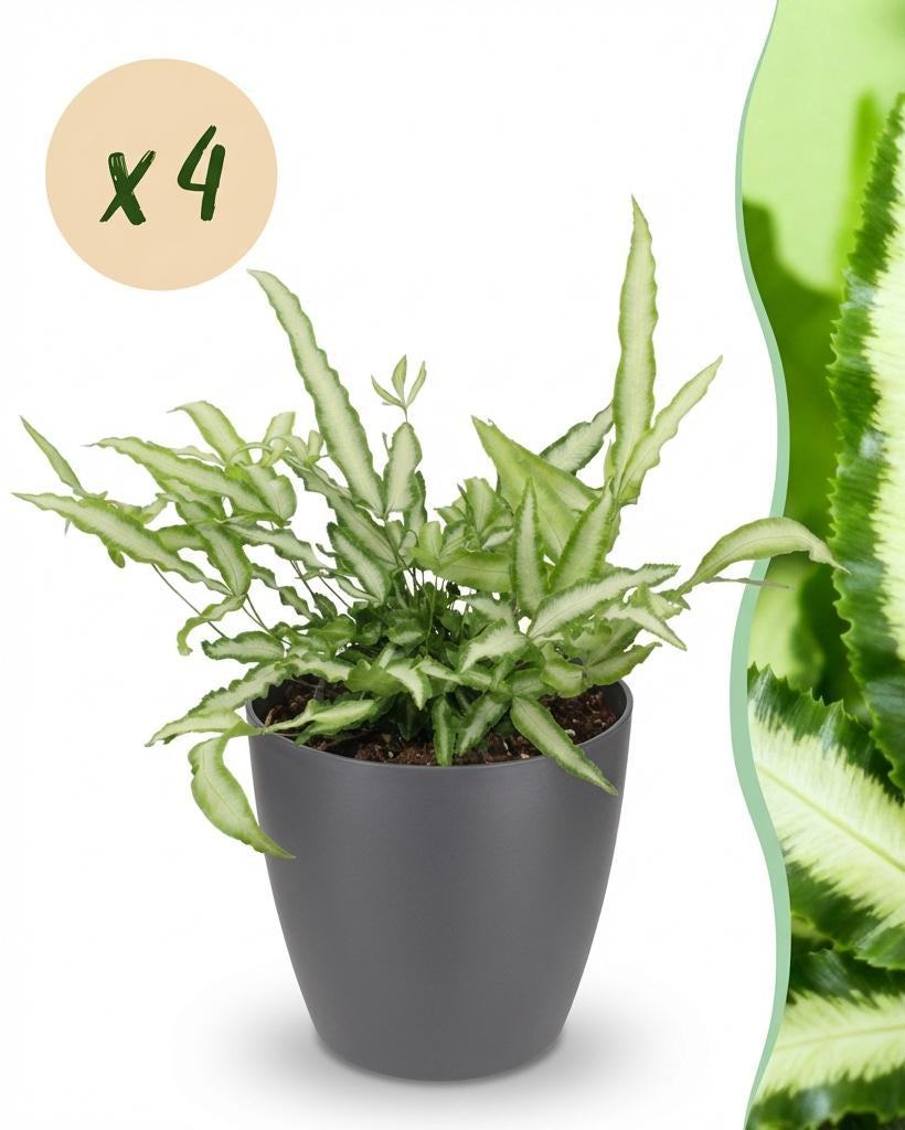 Pteris Albolineata Bandfarn, 4er-Set – Haustierfreundliche Zimmerpflanzen