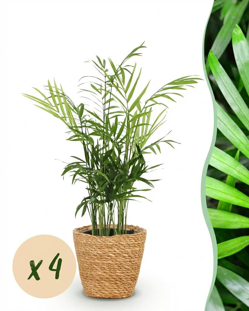 Chamaedorea elegans (Goldpalme), 4er-Set im Korb – kleine Zimmerpflanze