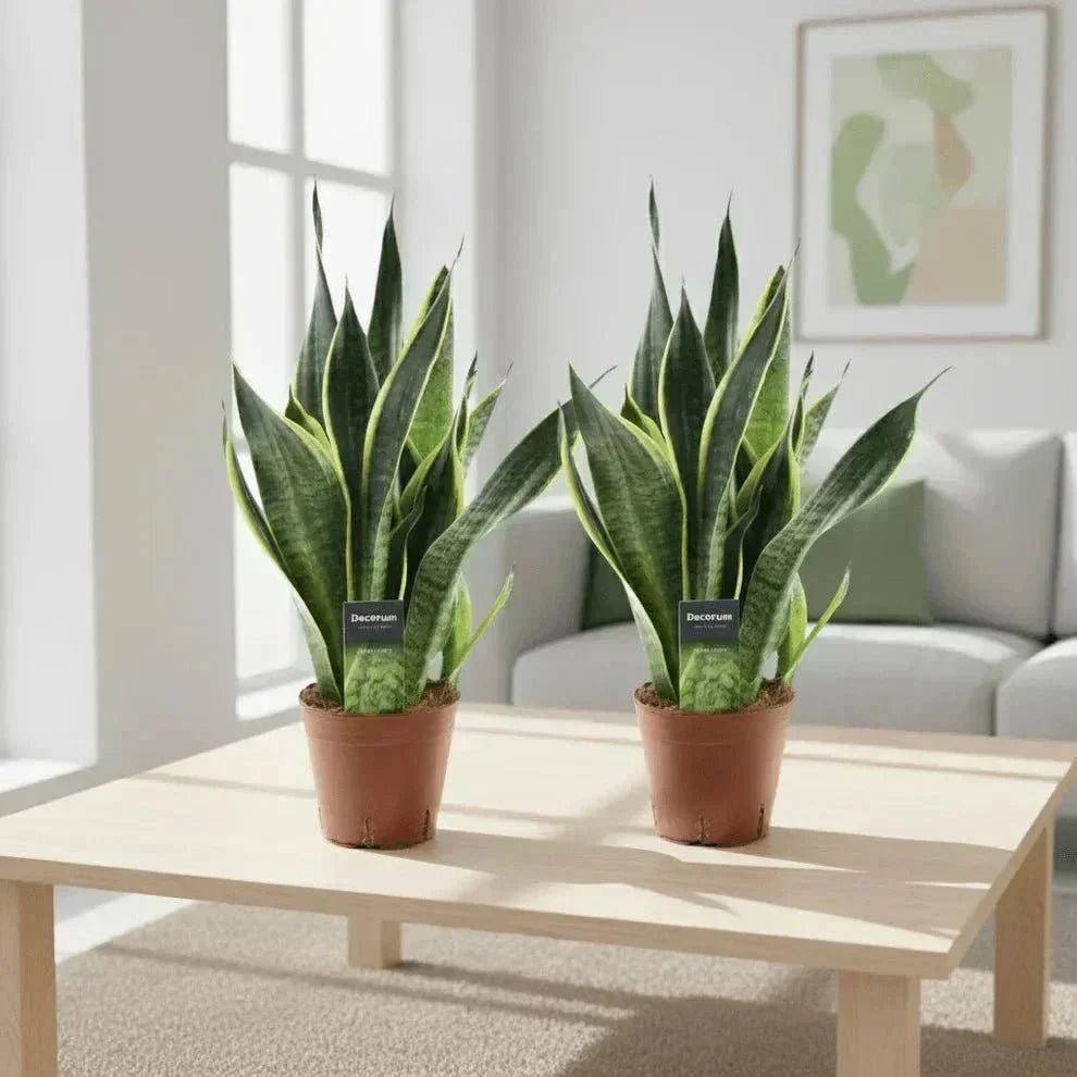 5 makkelijke kantoorplanten die weinig licht nodig hebben - Planten Magie