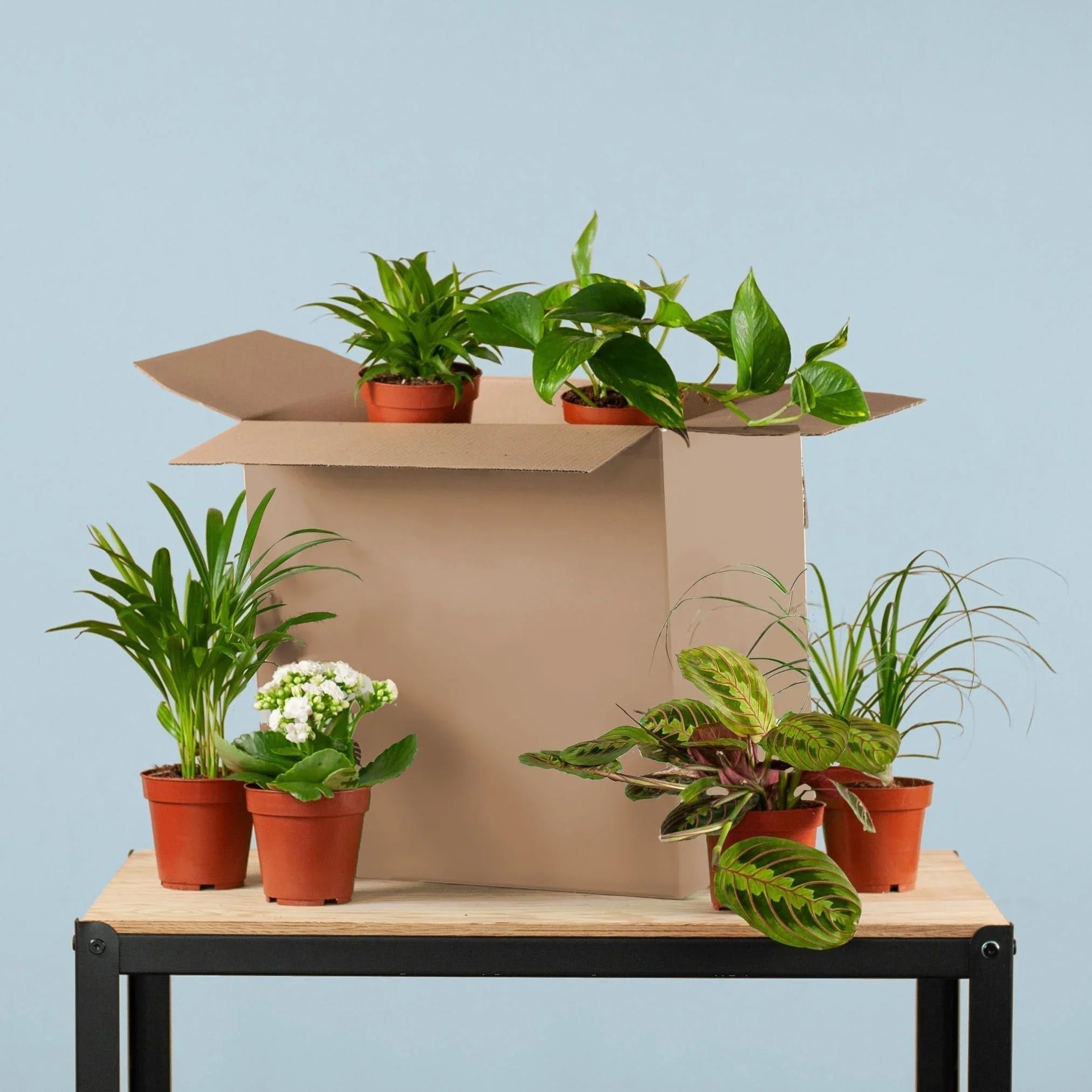 5 kamerplanten die weinig water nodig hebben (perfect voor beginners) - Planten Magie
