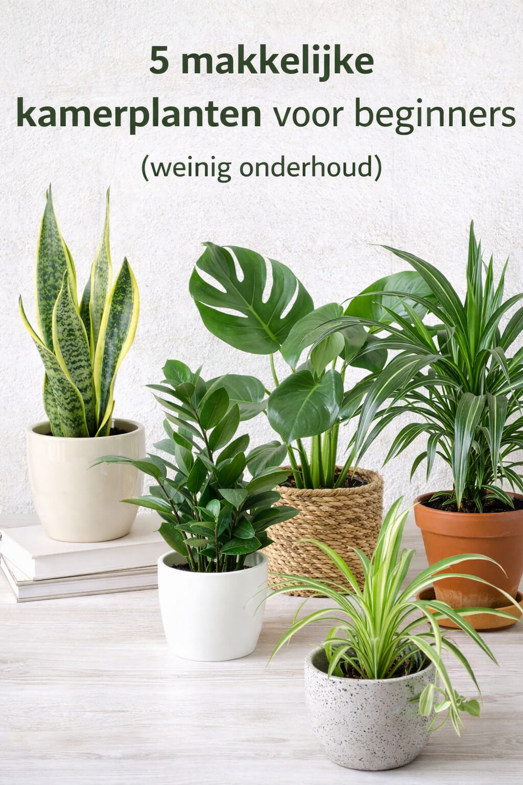 5 makkelijke kamerplanten voor beginners (weinig onderhoud) - Planten Magie