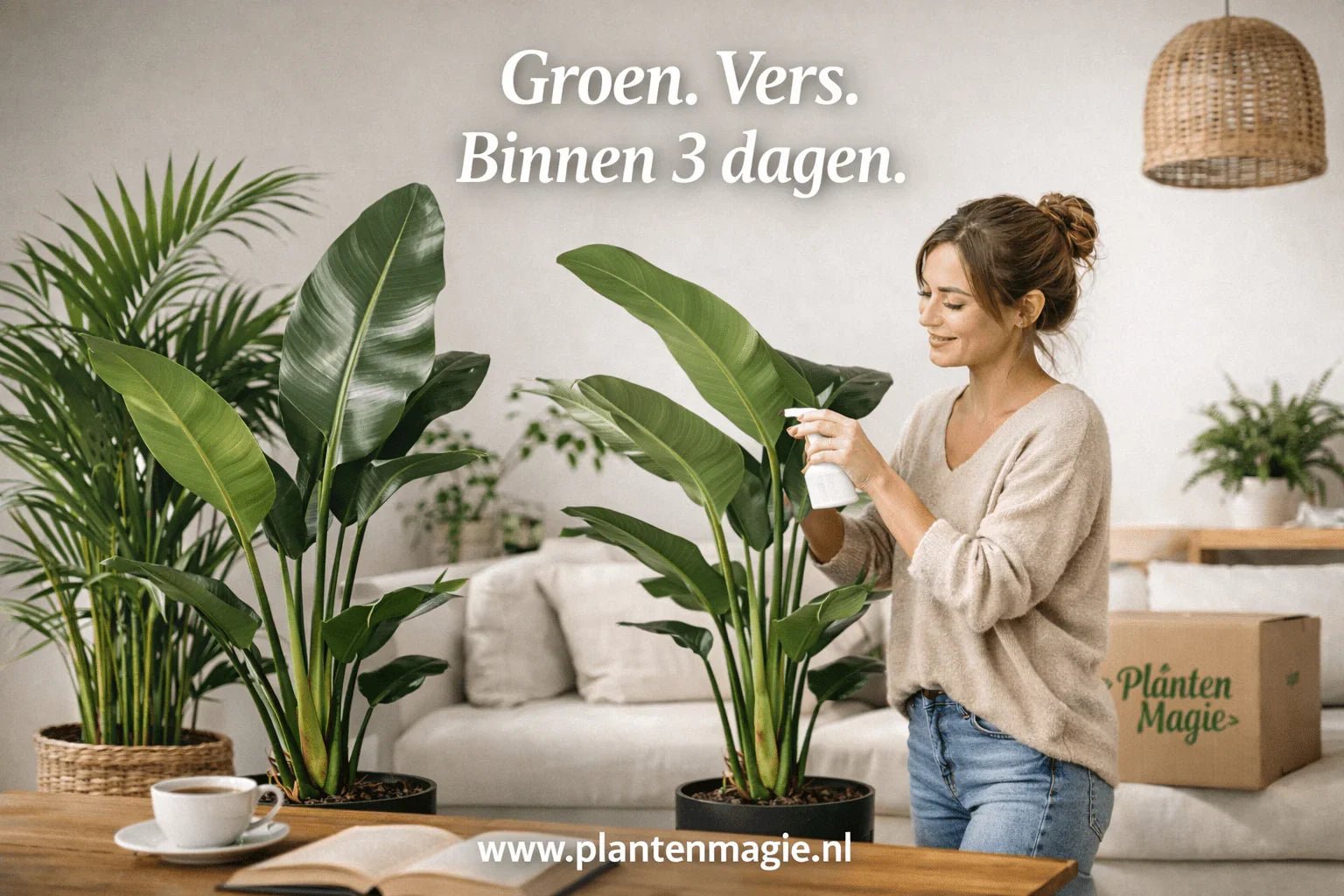 Bladeren verzorgen bij kamerplanten: stofvrij, glans en herstel - Planten Magie