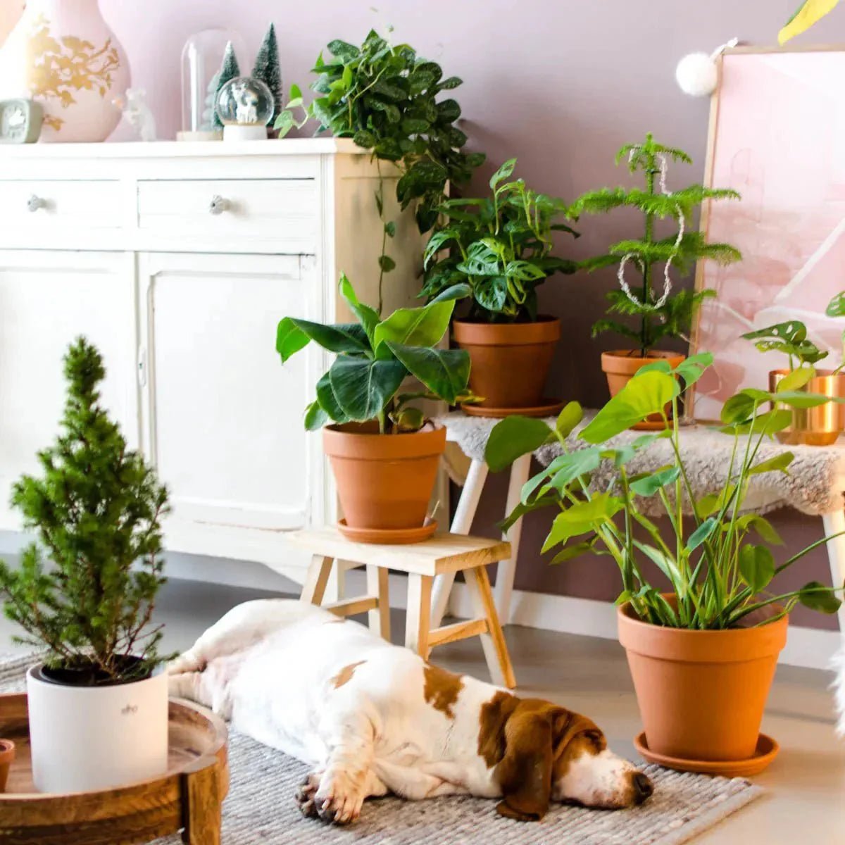 De mooiste winterkamerplanten voor een warm en groen interieur - Planten Magie