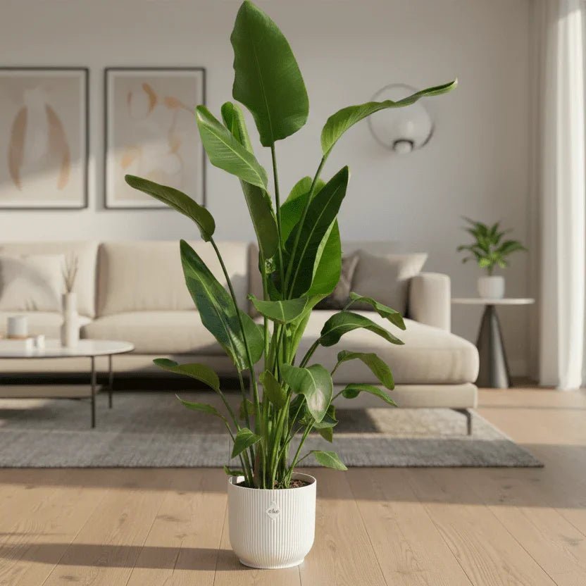 De beste grote kamerplanten voor in de woonkamer - Planten Magie