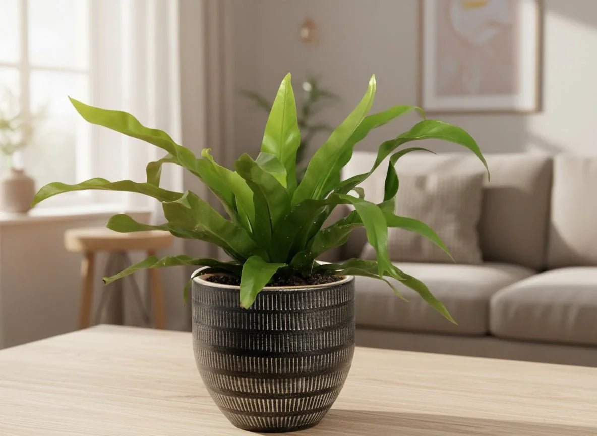 De beste kantoorplanten voor weinig licht - Planten Magie