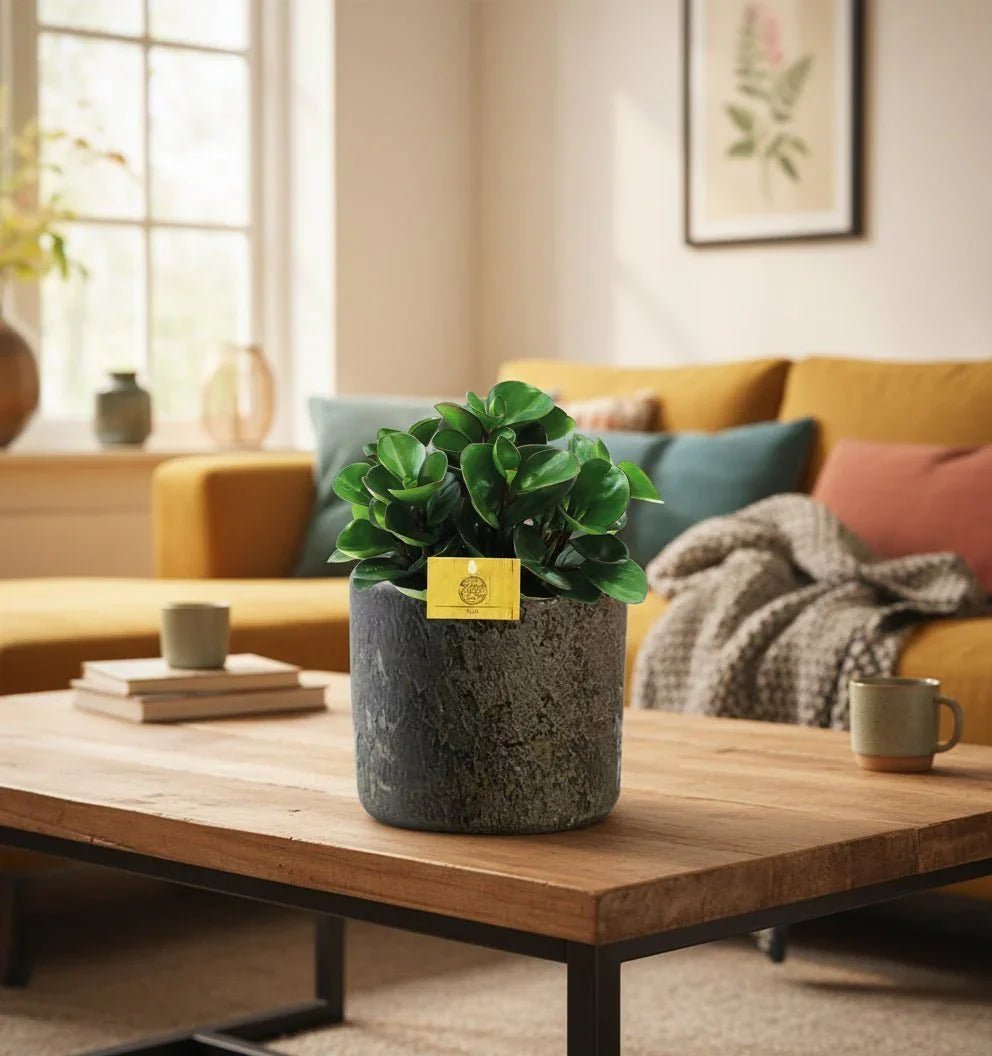 De beste luchtzuiverende plant in pot (kant-en-klaar) - Planten Magie