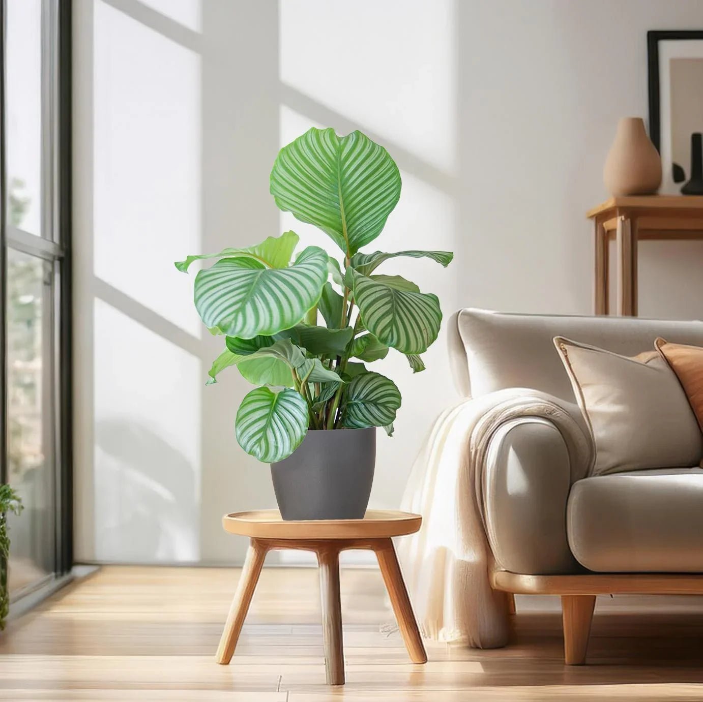De beste luchtzuiverende planten voor de slaapkamer (rust & betere nachten) - Planten Magie