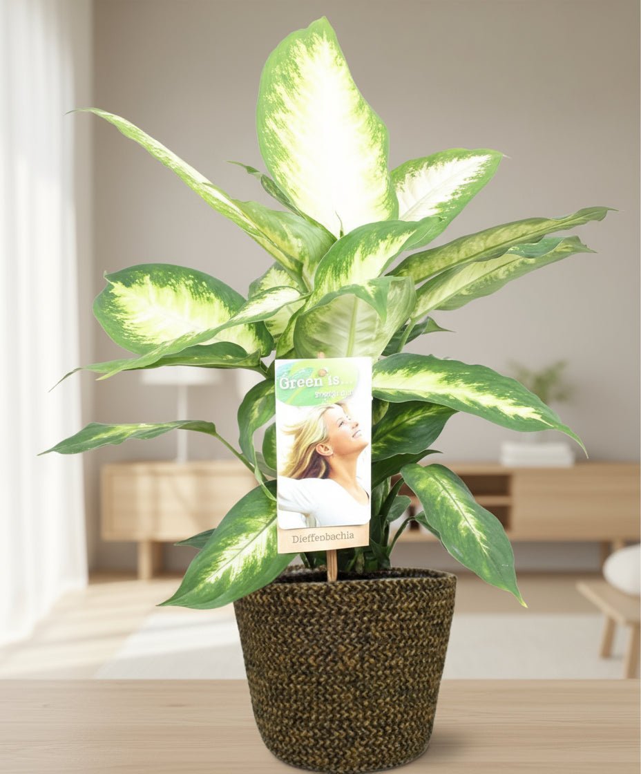 De beste planten voor vergaderruimtes - Planten Magie