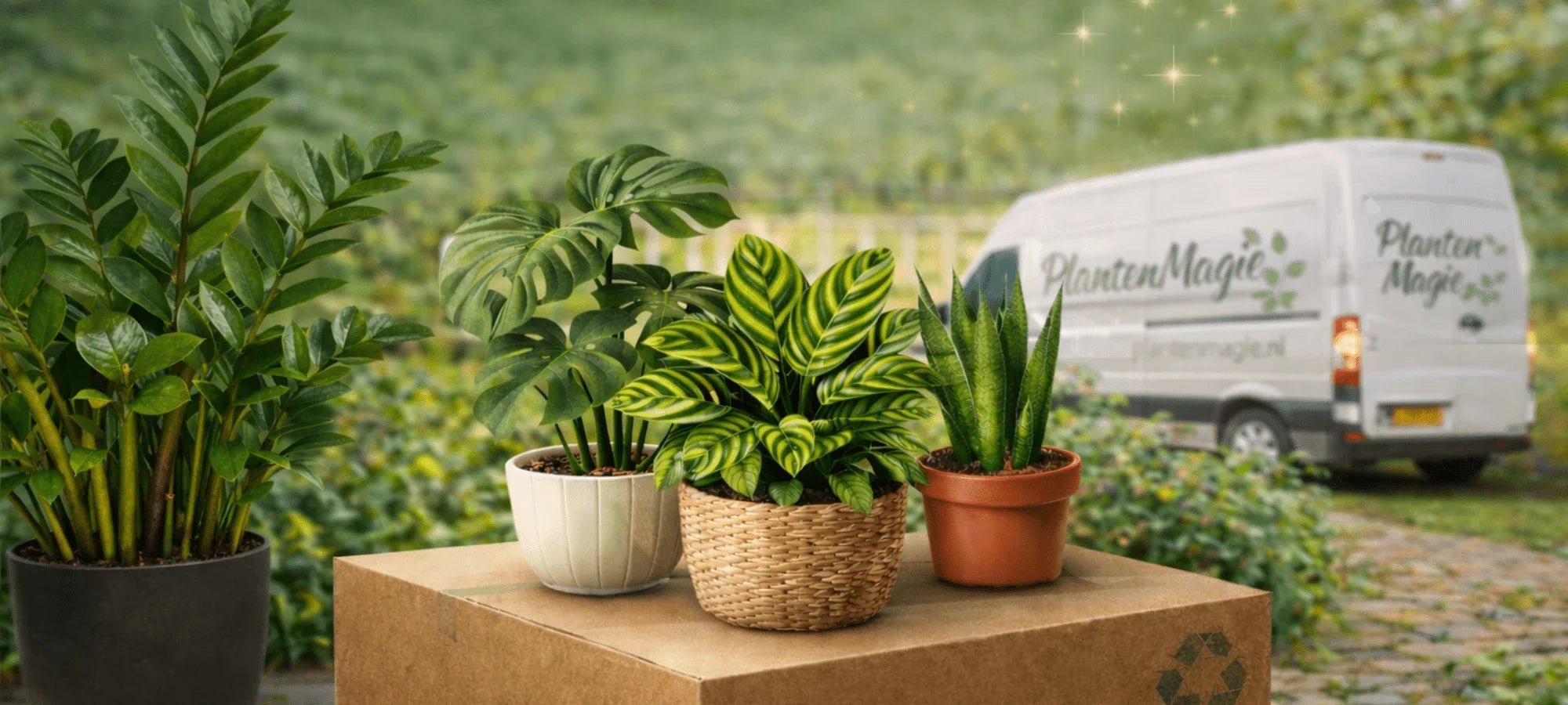 Gele bladeren bij kamerplanten? Oorzaken + snelle oplossing (1 min check) - Planten Magie