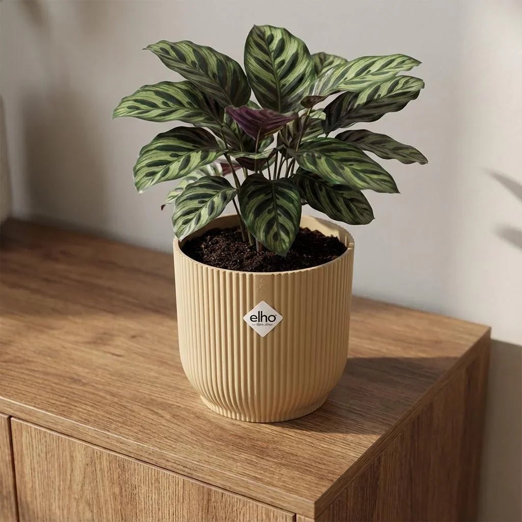 Groentinten & kleur: zo combineer je planten rustig (zonder saai) - Planten Magie