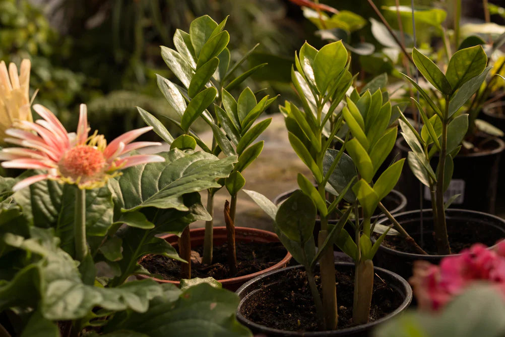 Winterverzorging voor je kamerplanten