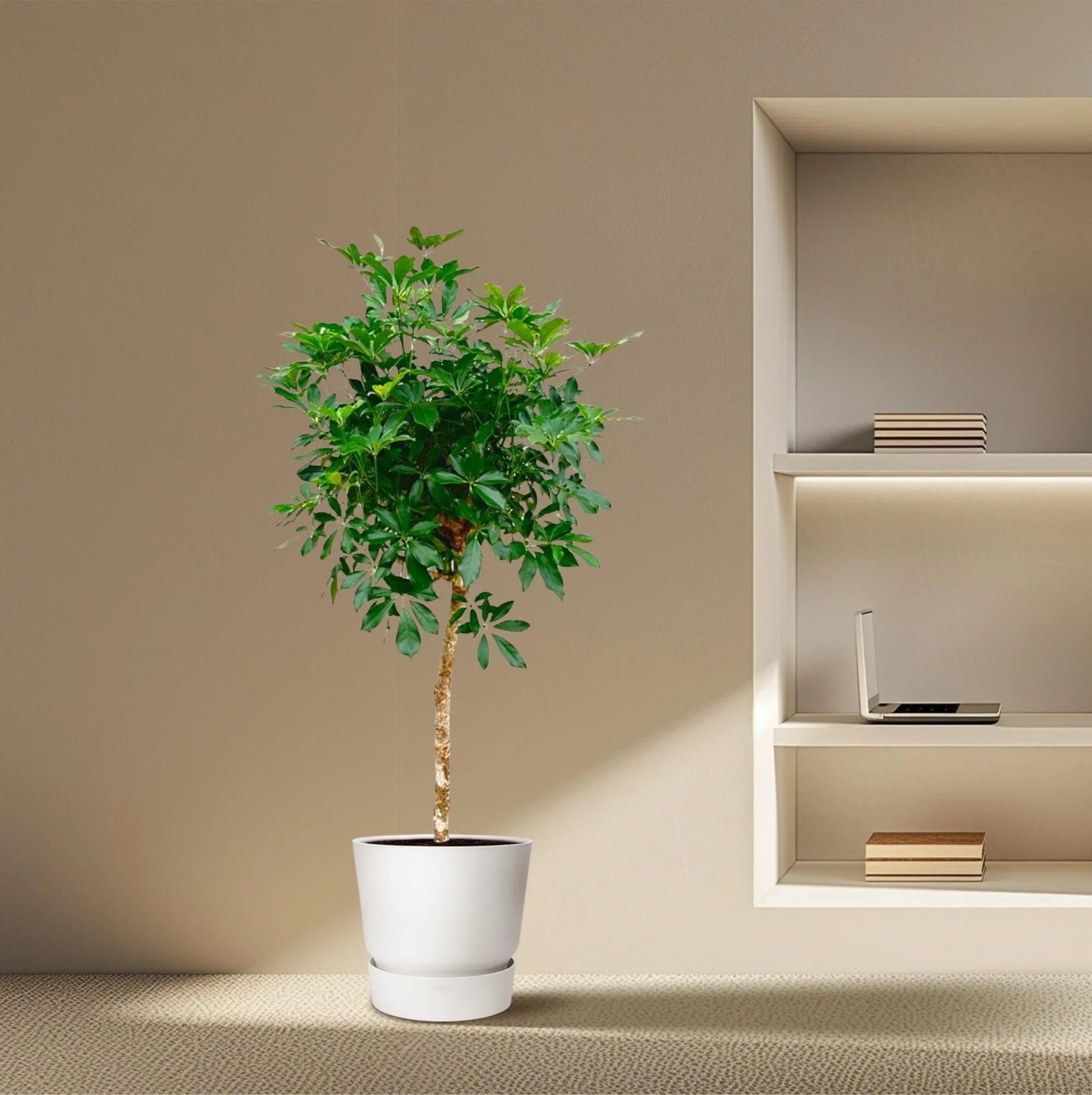 Kamerplanten die snel groeien (ideaal voor beginners) - Planten Magie