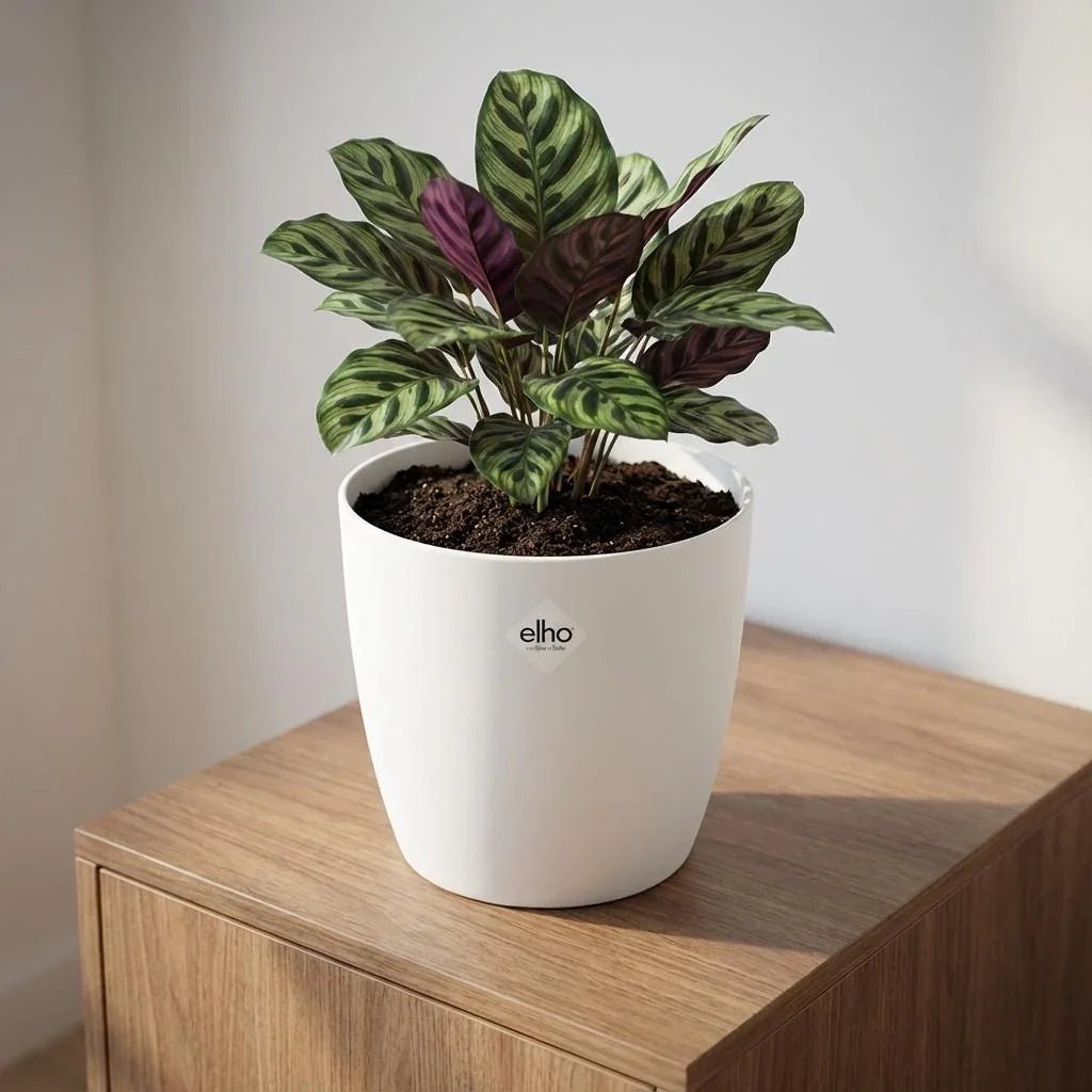 Kleur & herhaling: rust met potten (zonder saai) - Planten Magie