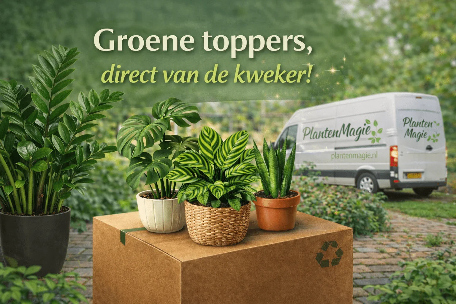 Makkelijke slaapkamerplanten die weinig verzorging nodig hebben - Planten Magie