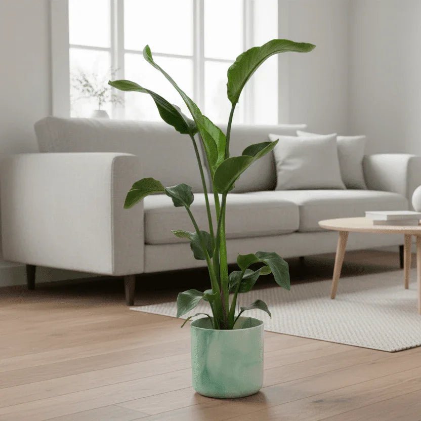 Plant SOS: verzorgingsvragen & snelle oplossingen - Planten Magie