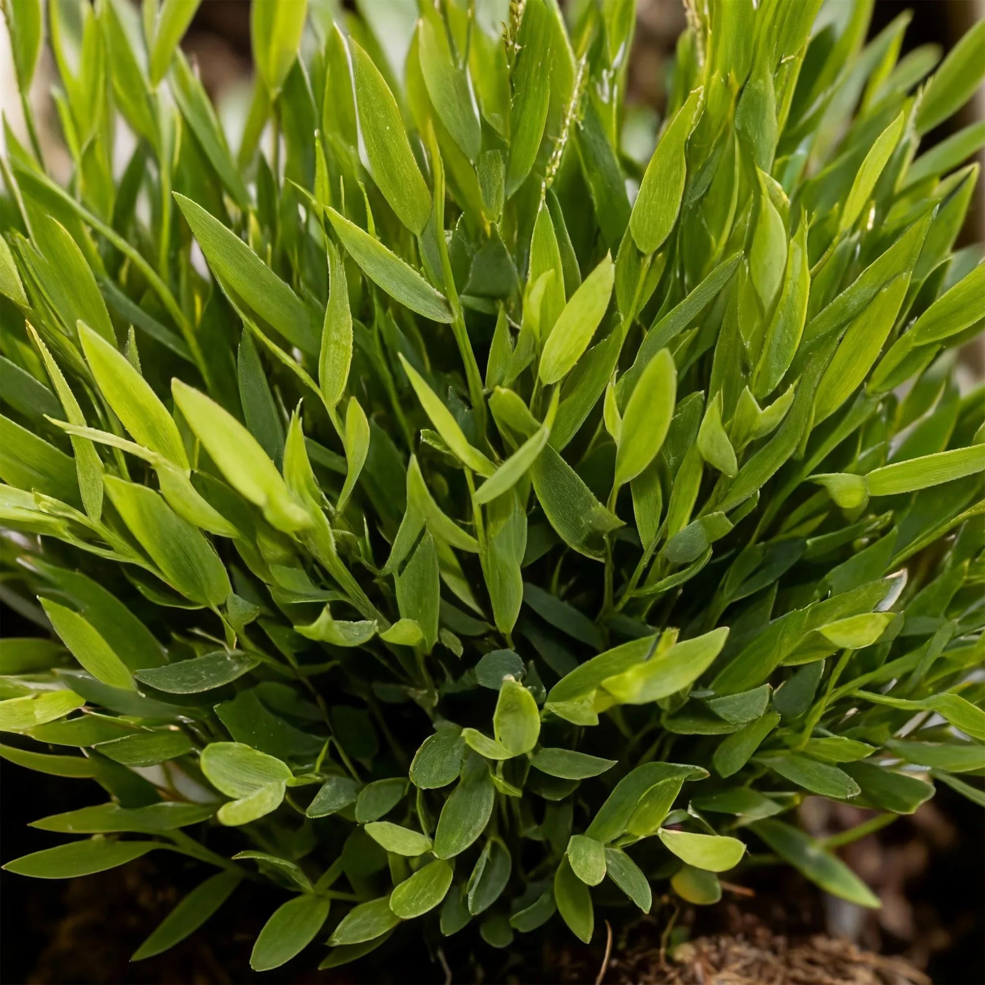 Planten verzorgen - Planten Magie