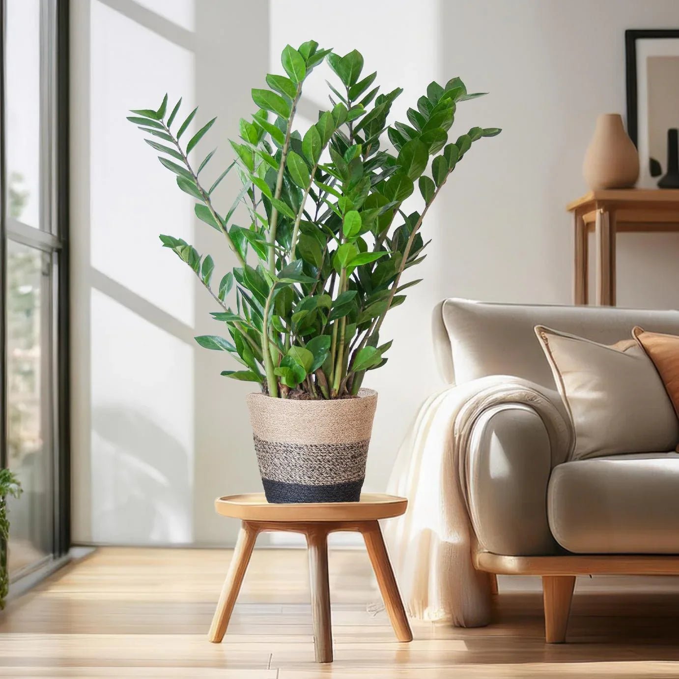 Planten voor op het bureau (compact, sterk en stijlvol) - Planten Magie