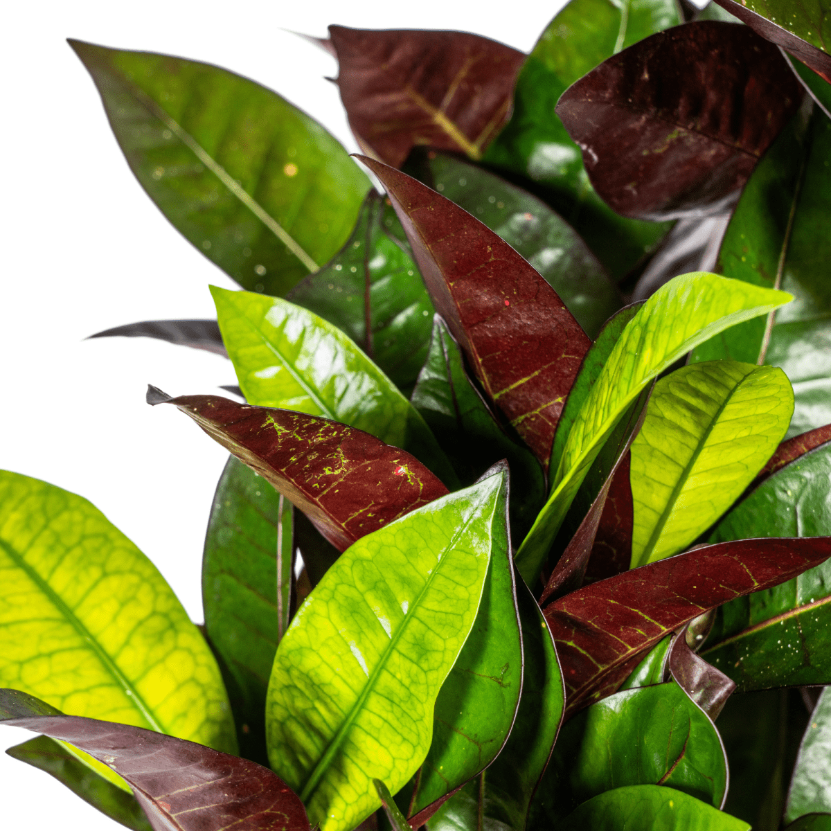 De 10 sterkste kamerplanten voor beginners - Planten Magie