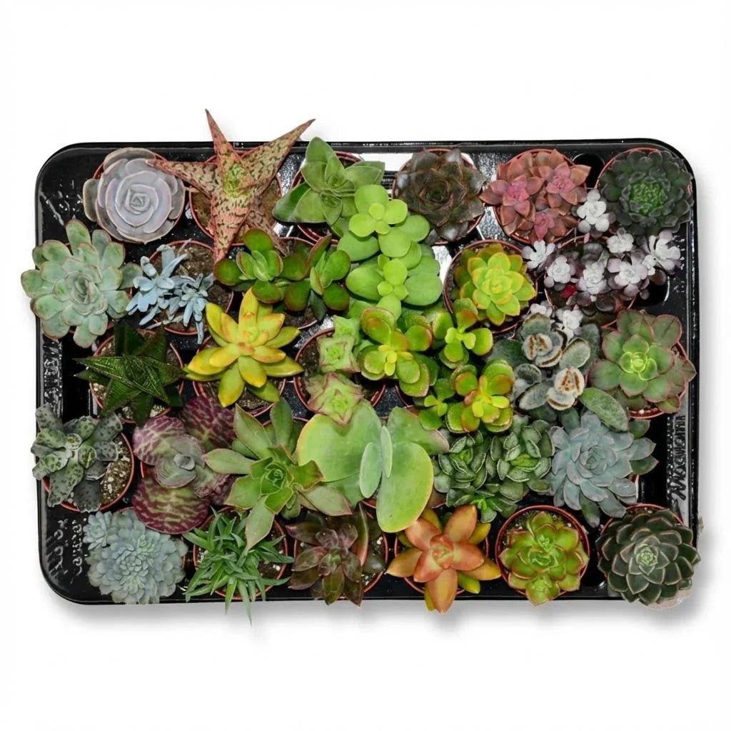 Water geven bij kamerplanten: hoeveel en hoe vaak? - Planten Magie