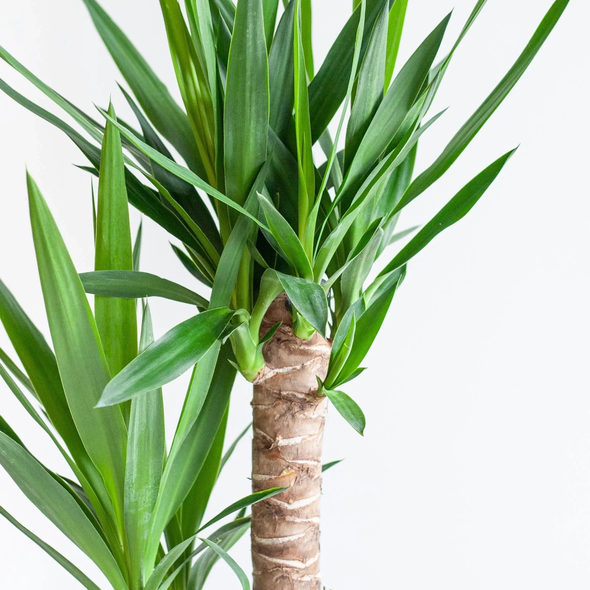 Welke kamerplanten hebben weinig verzorging nodig? (Gids voor een zorgeloos huis) - Planten Magie