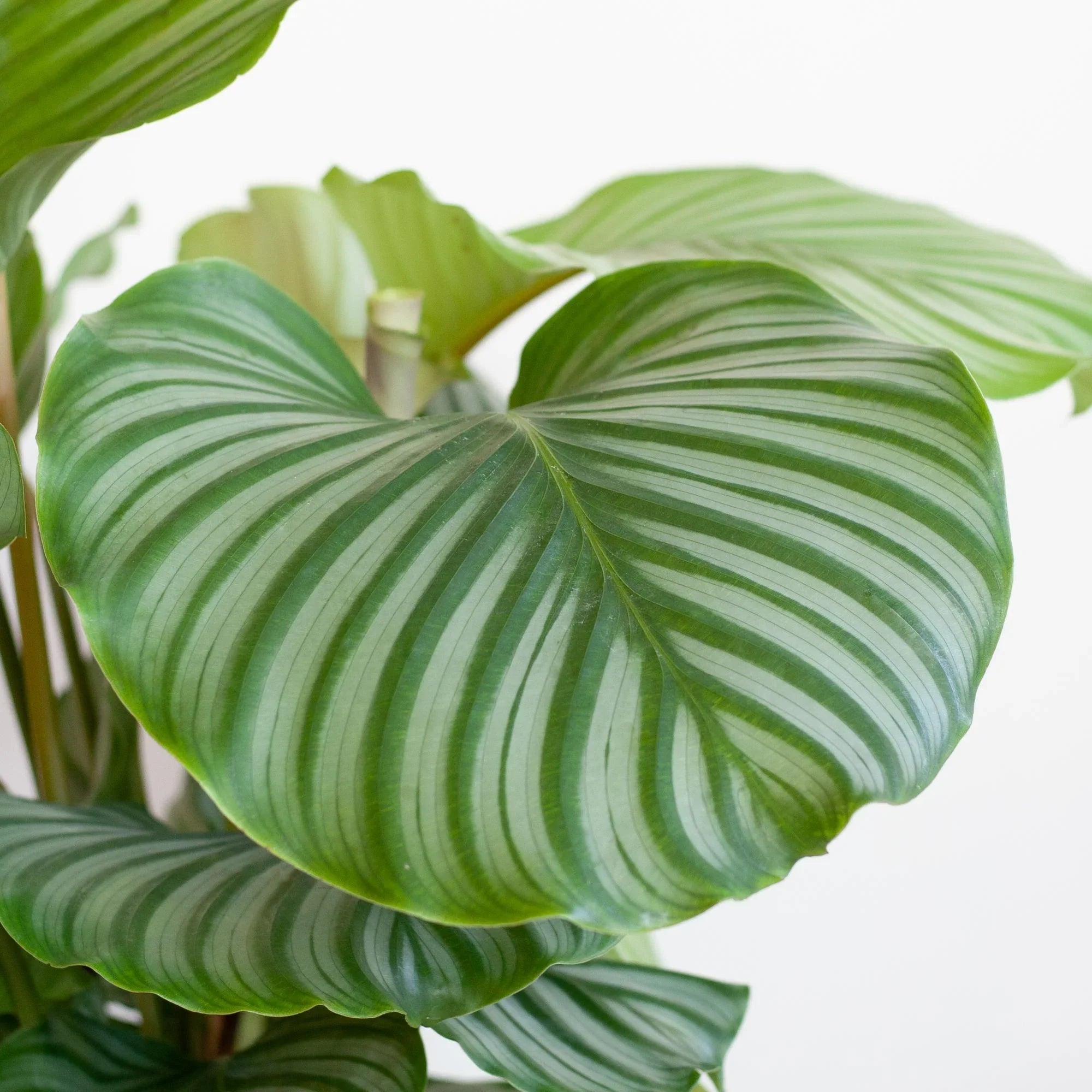 Welke planten verbeteren productiviteit en luchtkwaliteit op kantoor? - Planten Magie