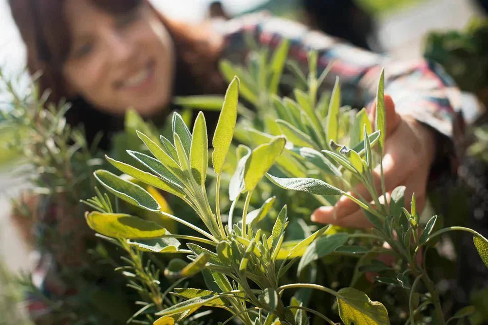 Welke potmaat heb ik nodig voor mijn kamerplant? - Planten Magie