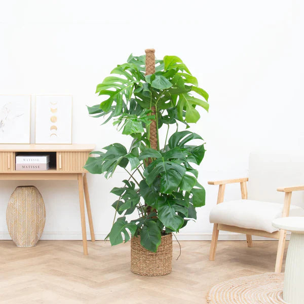 Grote kamerplanten