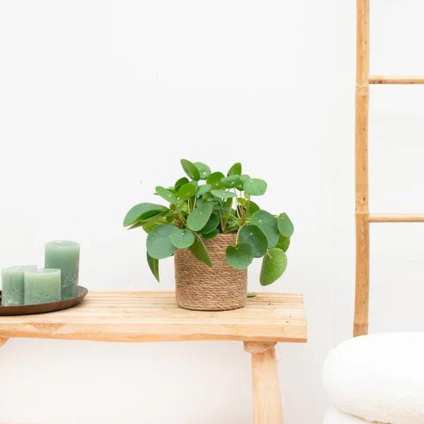 Kleine kamerplanten