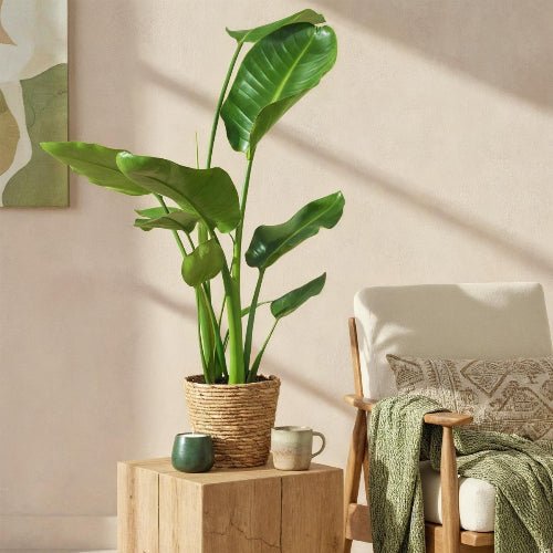 Kamerplant in pot of mand 🌿 Direct klaar voor je interieur - Planten Magie