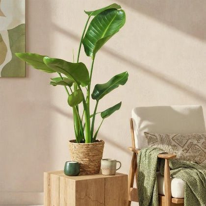 Kamerplant met pot