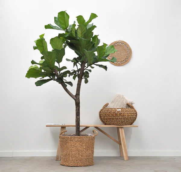 XL planten
