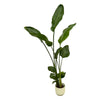 Strelitzia Nicolai inclusief elho Vibes Fold Round roze - 160cm - Ø30