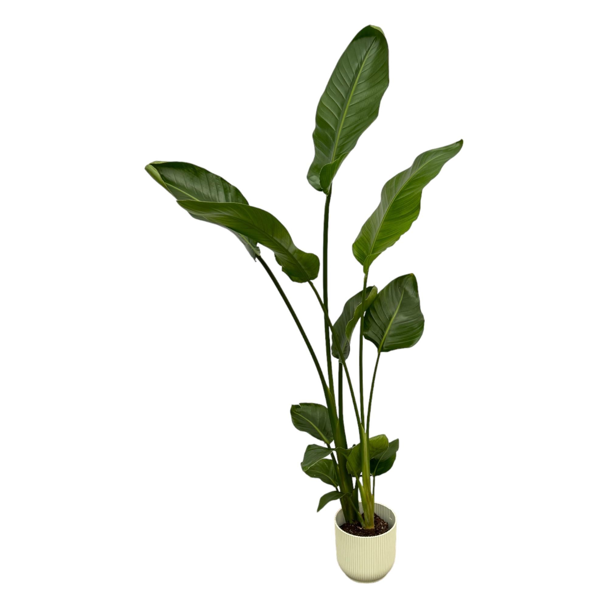 Strelitzia Nicolai inclusief elho Vibes Fold Round roze - 160cm - Ø30