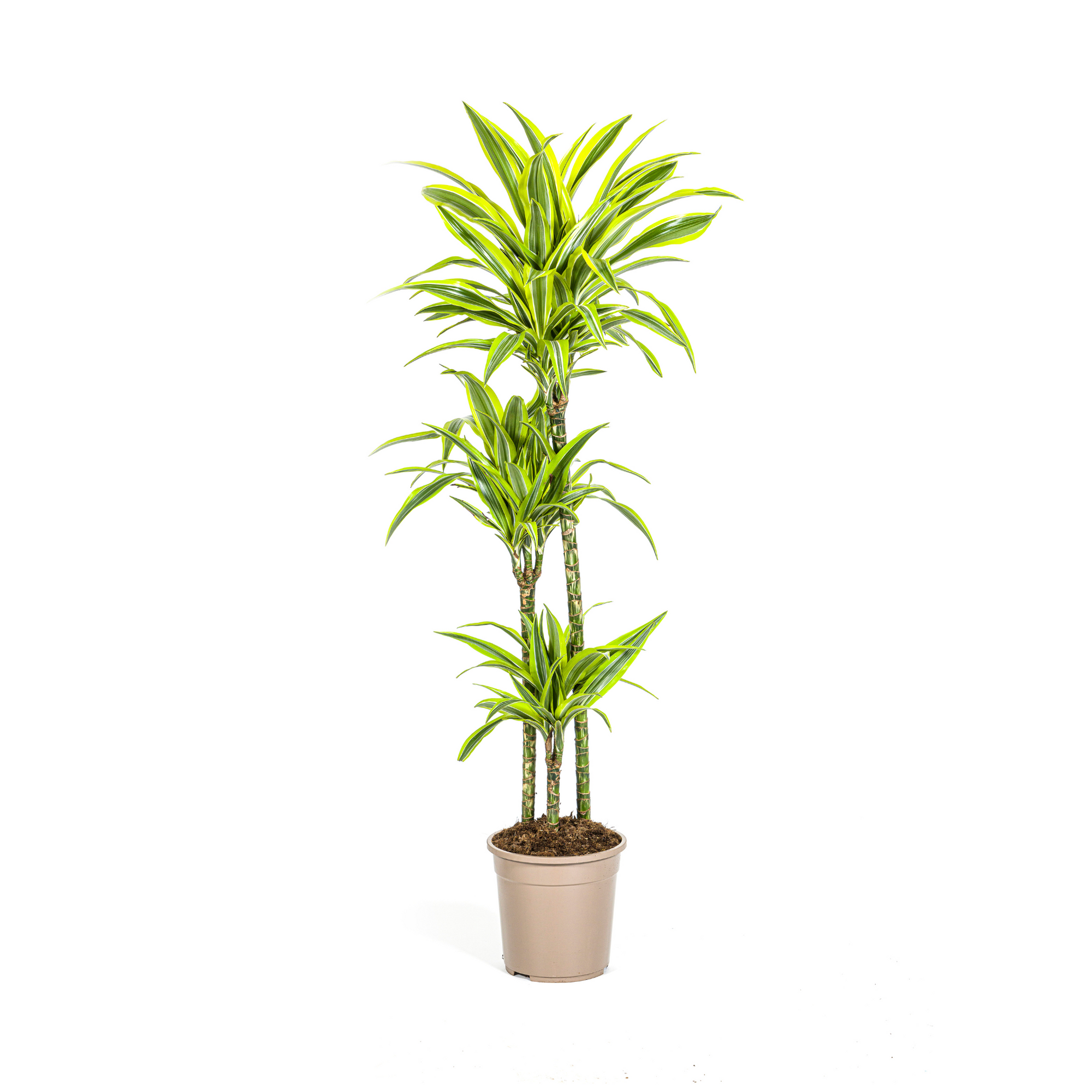 Dracaena Lemon Lime 70–90 cm Ø19 cm
