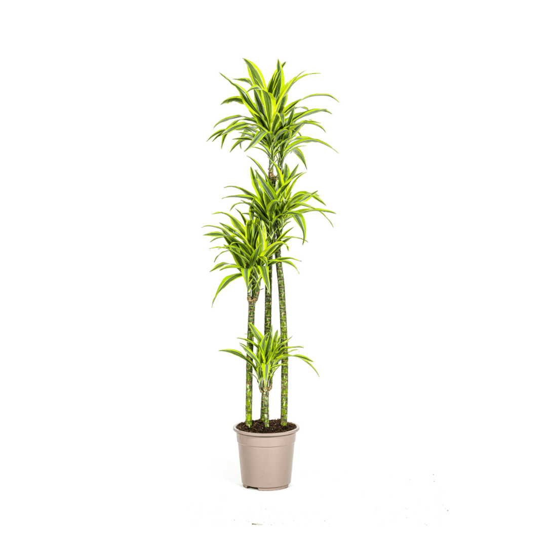 Dracaena Lemon Lime 70–90 cm Ø19 cm - Planten - plantenmagie