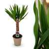 Yucca elephantipes 1 of 2 planten 55/100 cm pot Ø17/21 cm - Plant - plantenmagie