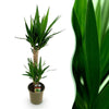Yucca elephantipes 1 of 2 planten 55/100 cm pot Ø17/21 cm - Plant - plantenmagie