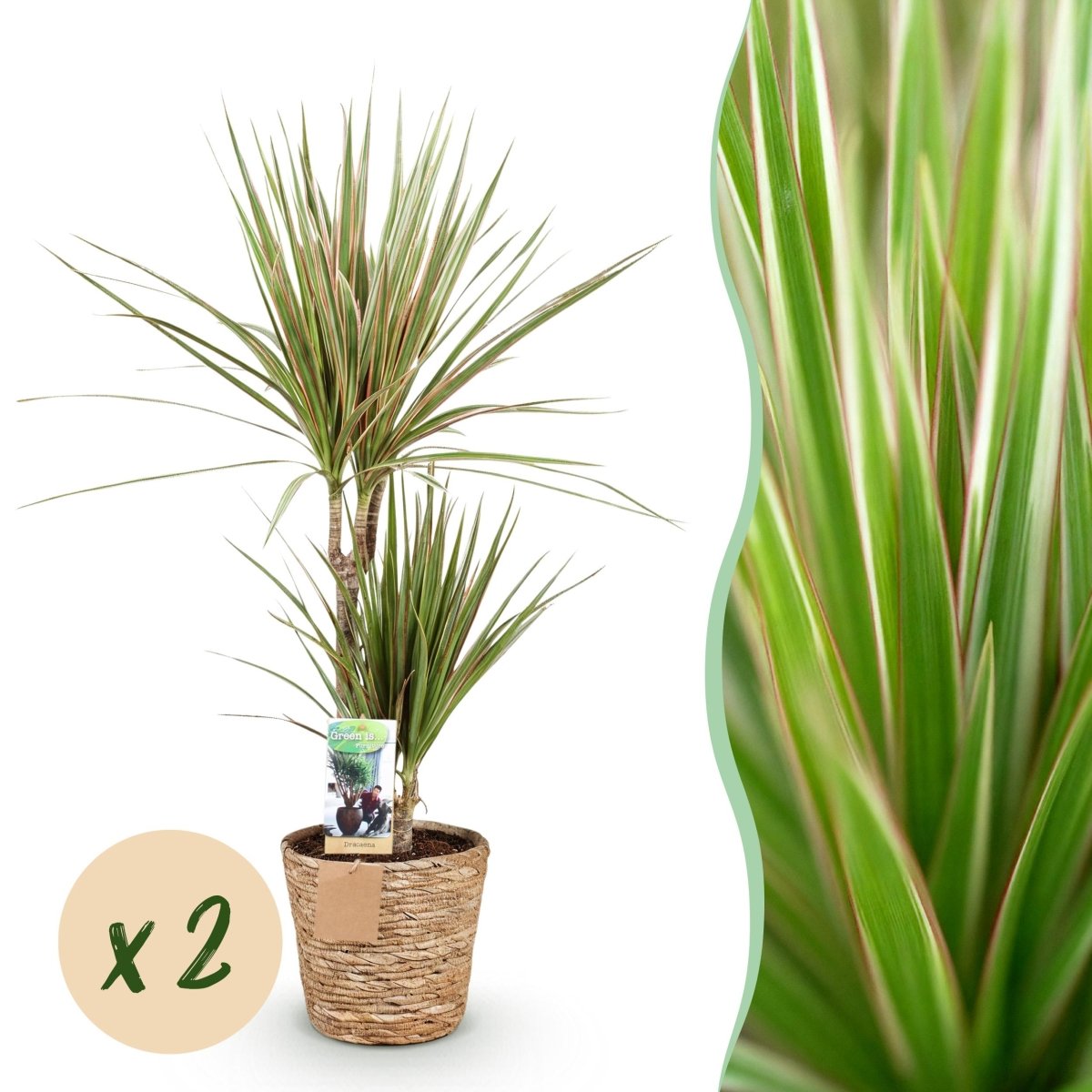 Dracaena Sunray drakenbloedboom 70–100 cm met mand - Plant - plantenmagie