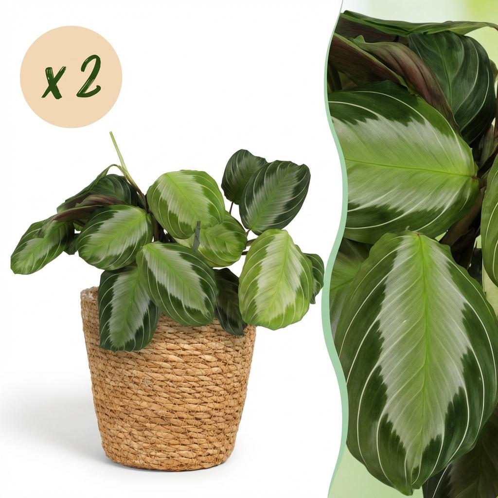 Maranta Fascinator Silverband gebedsplant 25 cm met witte pot 1, 2 of 4 stuks - Plant - plantenmagie