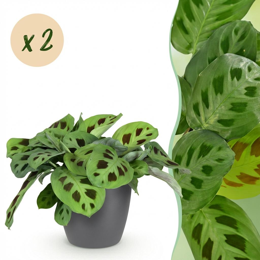 Maranta Fascinator Kerchoveana zebraplant 25 cm met grijze pot (1, 2 of 4 stuks) - Plant - plantenmagie