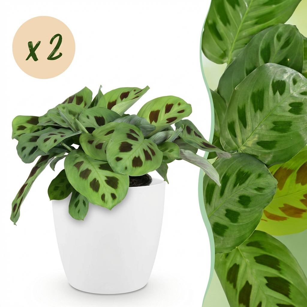 Maranta Fascinator Kerchoveana zebraplant 25 cm met witte pot - 1, 2 of 4 stuks - Plant - plantenmagie