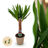 Yucca elephantipes 1 of 2 planten 55/100 cm pot Ø17/21 cm - Plant - plantenmagie