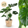 Monstera Deliciosa gatenplant 50–55 cm met mand - Plant - plantenmagie
