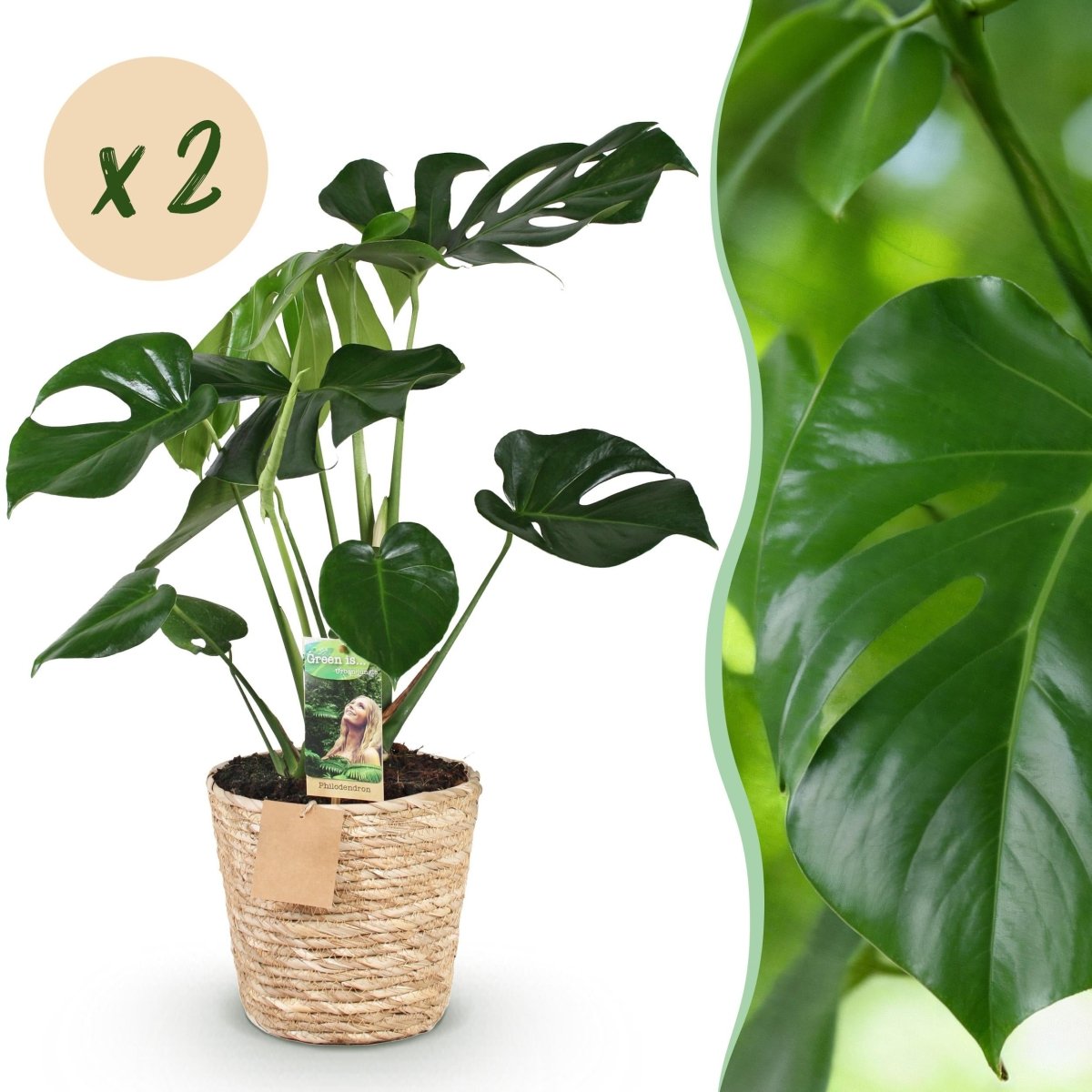 Monstera Deliciosa gatenplant 50–55 cm met mand - Plant - plantenmagie