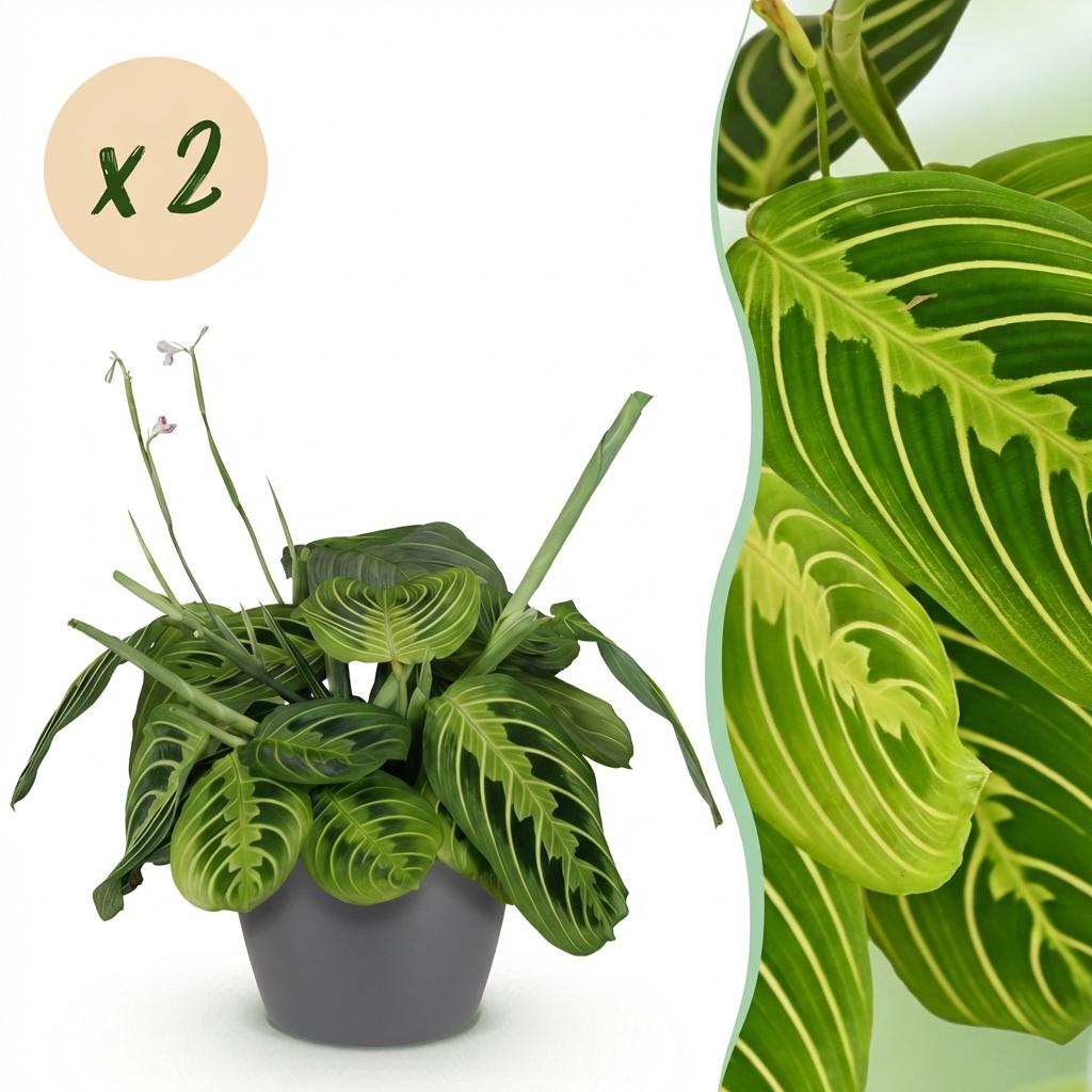 Maranta Fascinator Lemon Lime gebedsplant 25 cm met pot of mand - Plant - plantenmagie