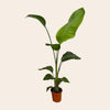 2x Strelitzia Nicolai - 100 cm - Ø17-Plant-Planten Magie