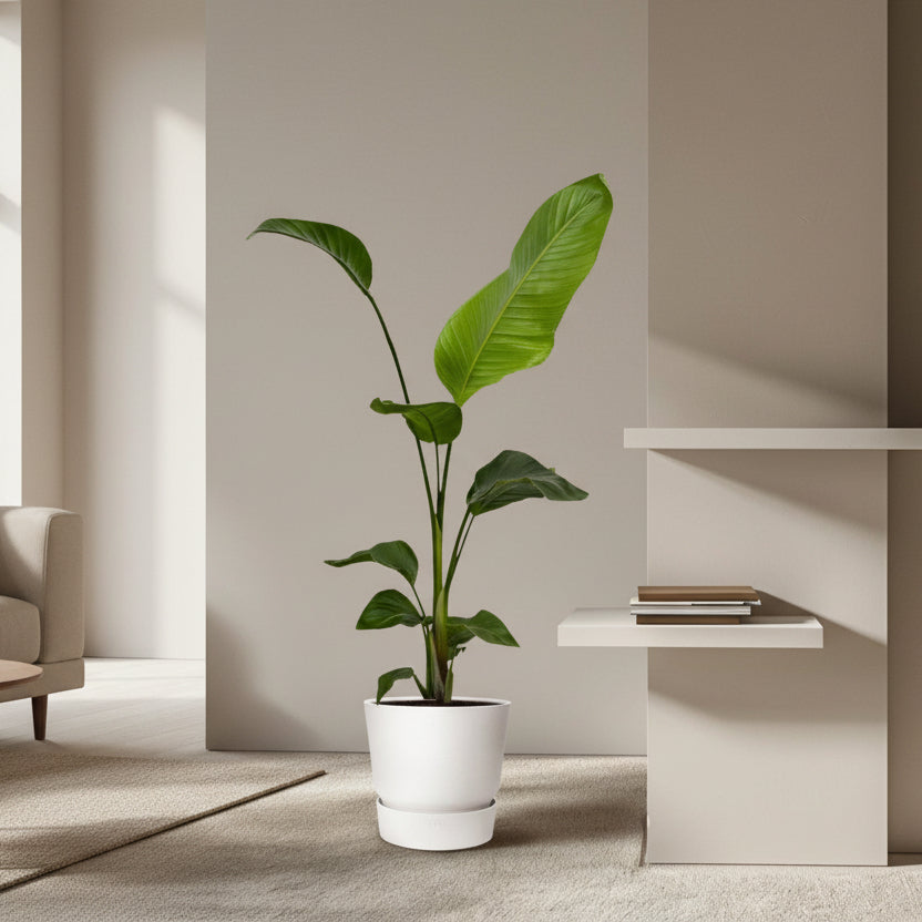 2x Strelitzia Nicolai - 100 cm - Ø17-Plant-Planten Magie