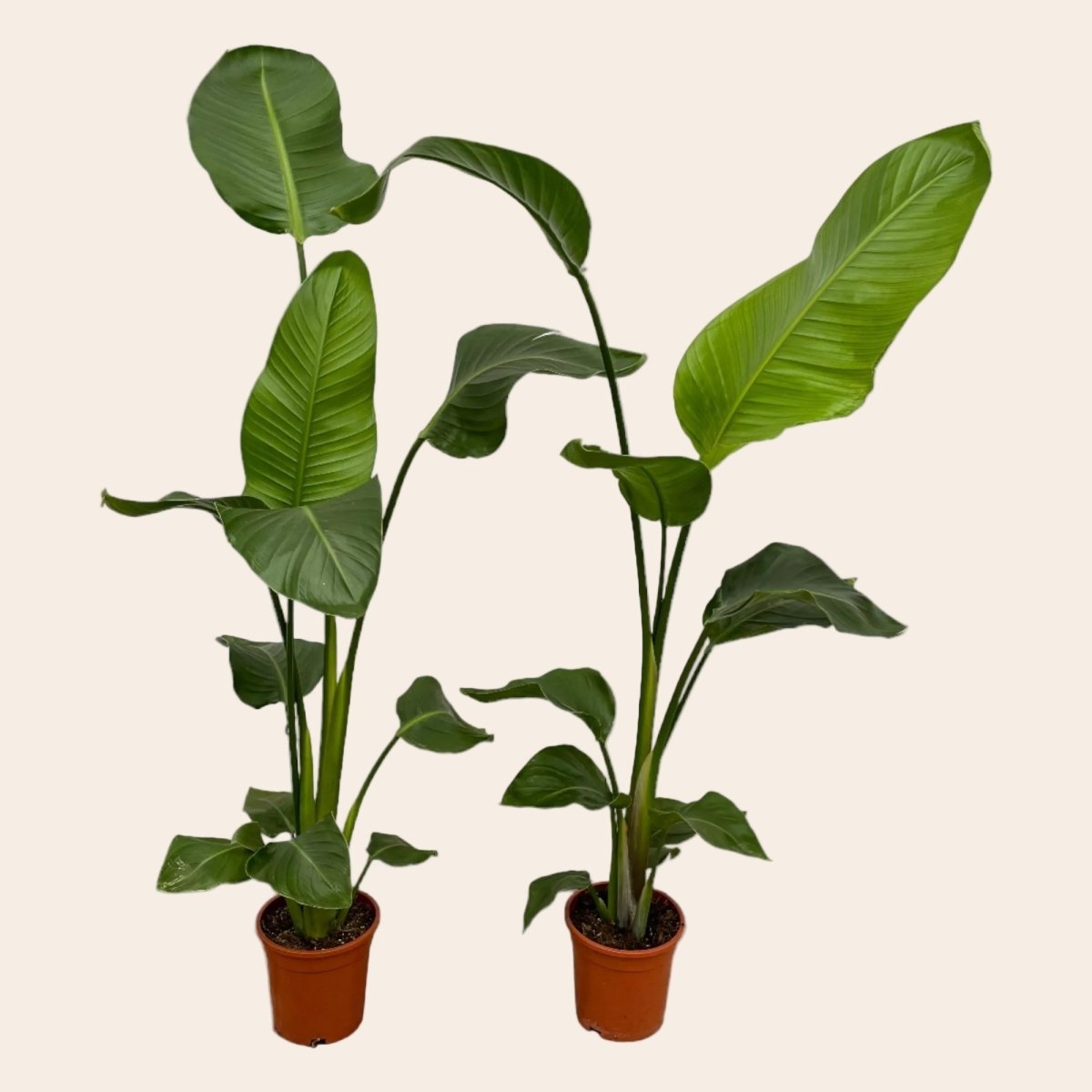 2x Strelitzia Nicolai - 100 cm - Ø17-Plant-Planten Magie